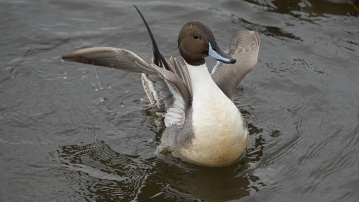 northern pintail