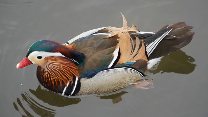 Mandarin duck