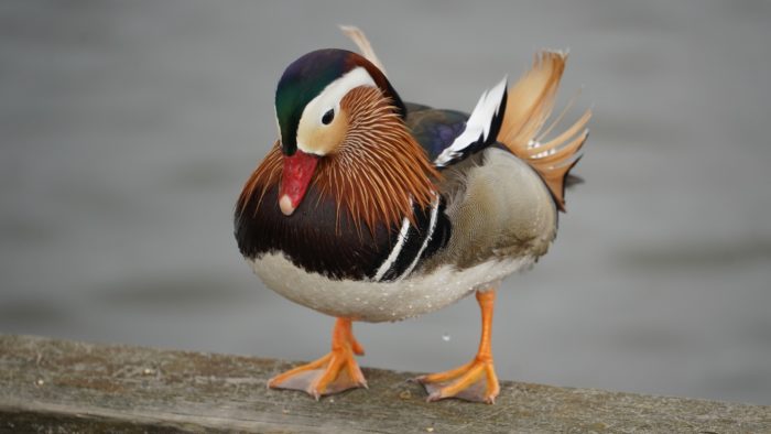 Mandarin duck