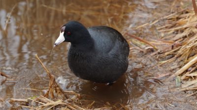 american coot