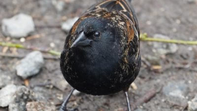 red-winged blackbird