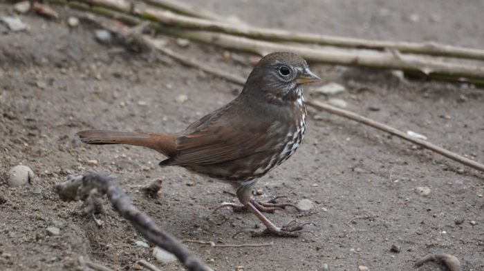 Fox sparrow