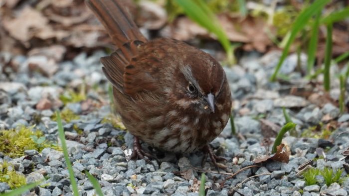 song sparrow