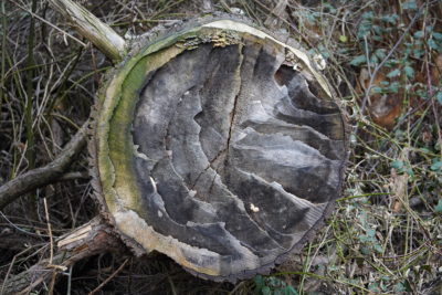 felled tree