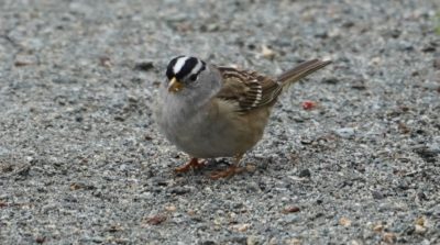 white-crowned sparrow