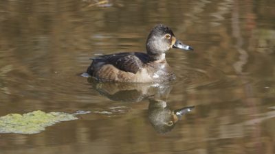 ring-necked duck