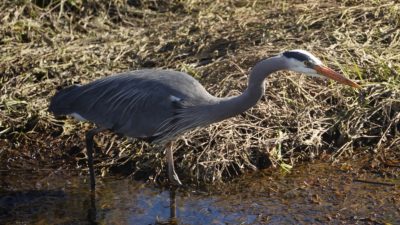 Great blue heron