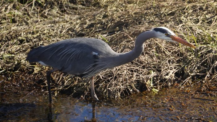 Great blue heron