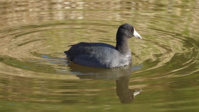 American coot