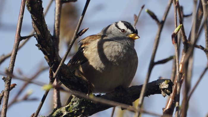 white-crowned sparrow