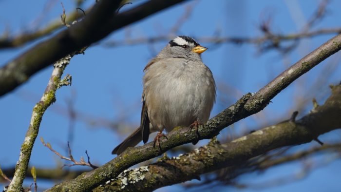 white-crowned sparrow