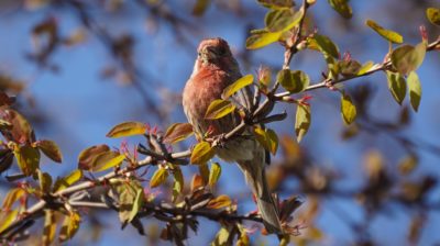 house finch