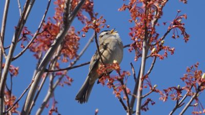 white-crowned sparrow