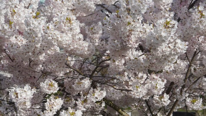 white blossoms