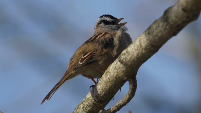 White-crowned sparrow