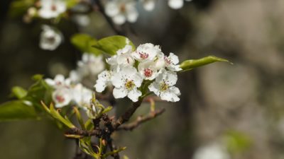 A few blossoms