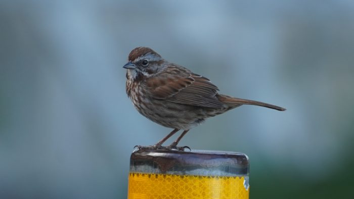 Song sparrow