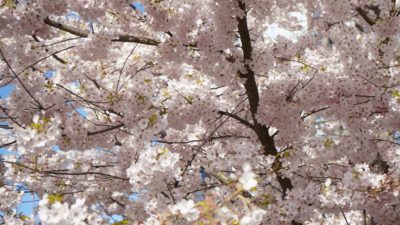 white blossoms