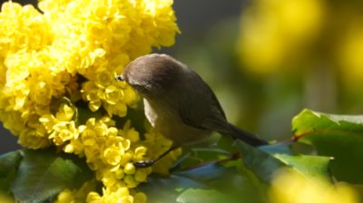 bushtit on yellow flowers