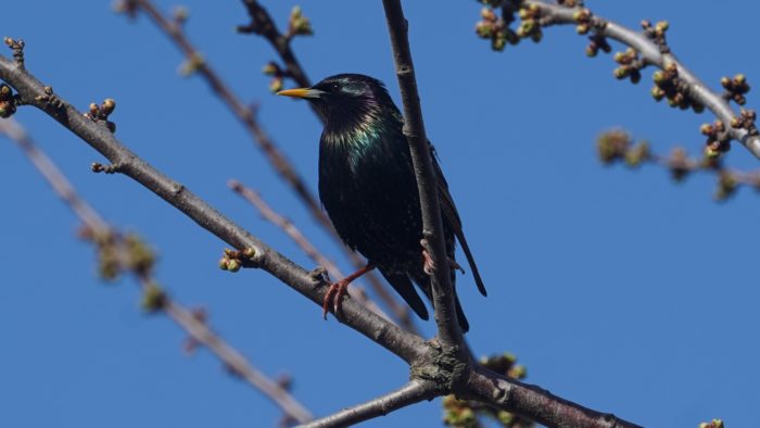 starling