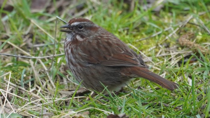 song sparrow