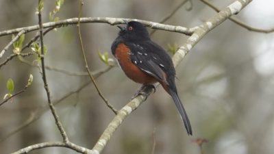 spotted towhee