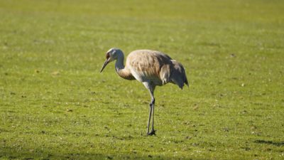 sandhill crane