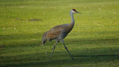 sandhill crane