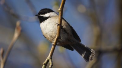 chickadee