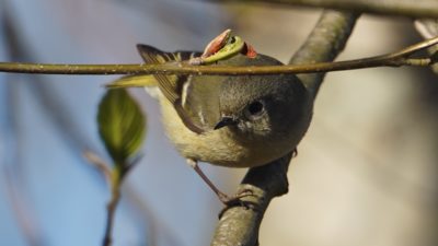 ruby-crowned kinglet