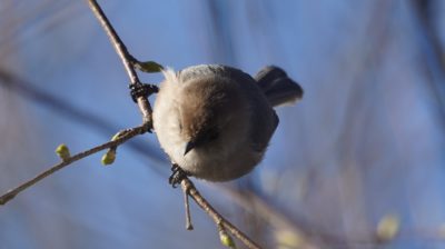 bushtit