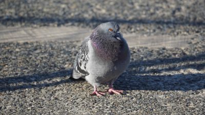 pigeon