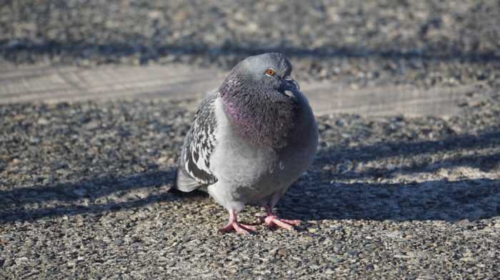 pigeon