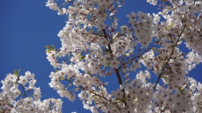 white blossoms