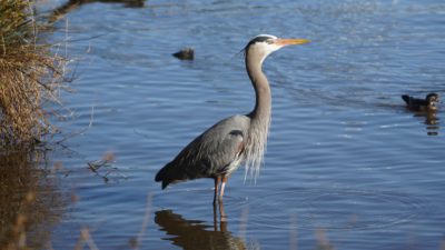 great blue heron