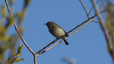 ruby-crowned kinglet