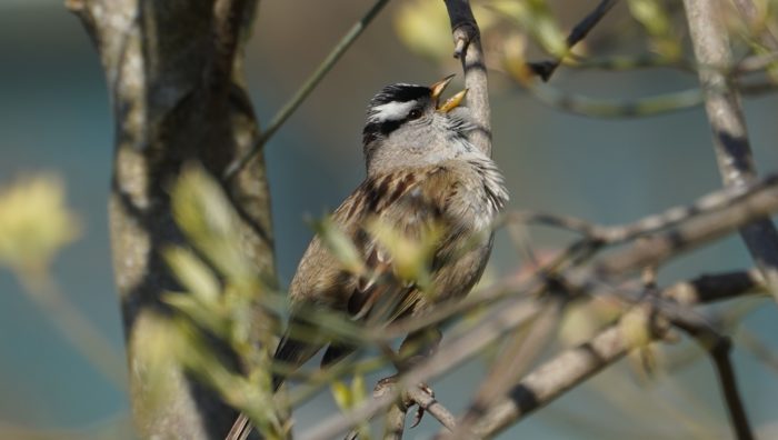 singing white-crowned sparrow