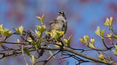 White-crowned sparrow