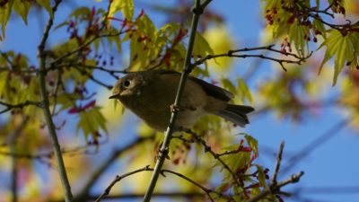 Ruby-crowned kinglet