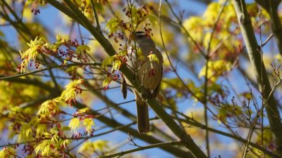 white-crowned sparrow