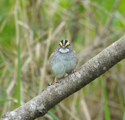 white-throated sparrow