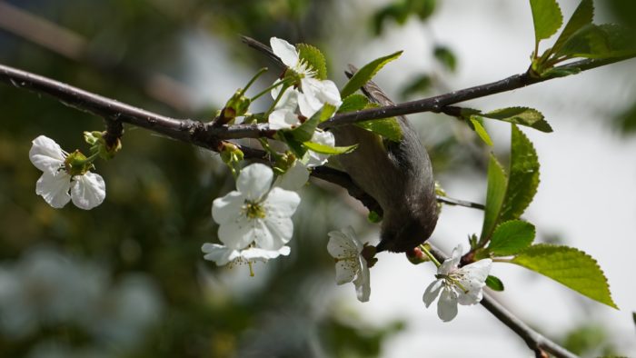 Bushtit nibbling on flowers