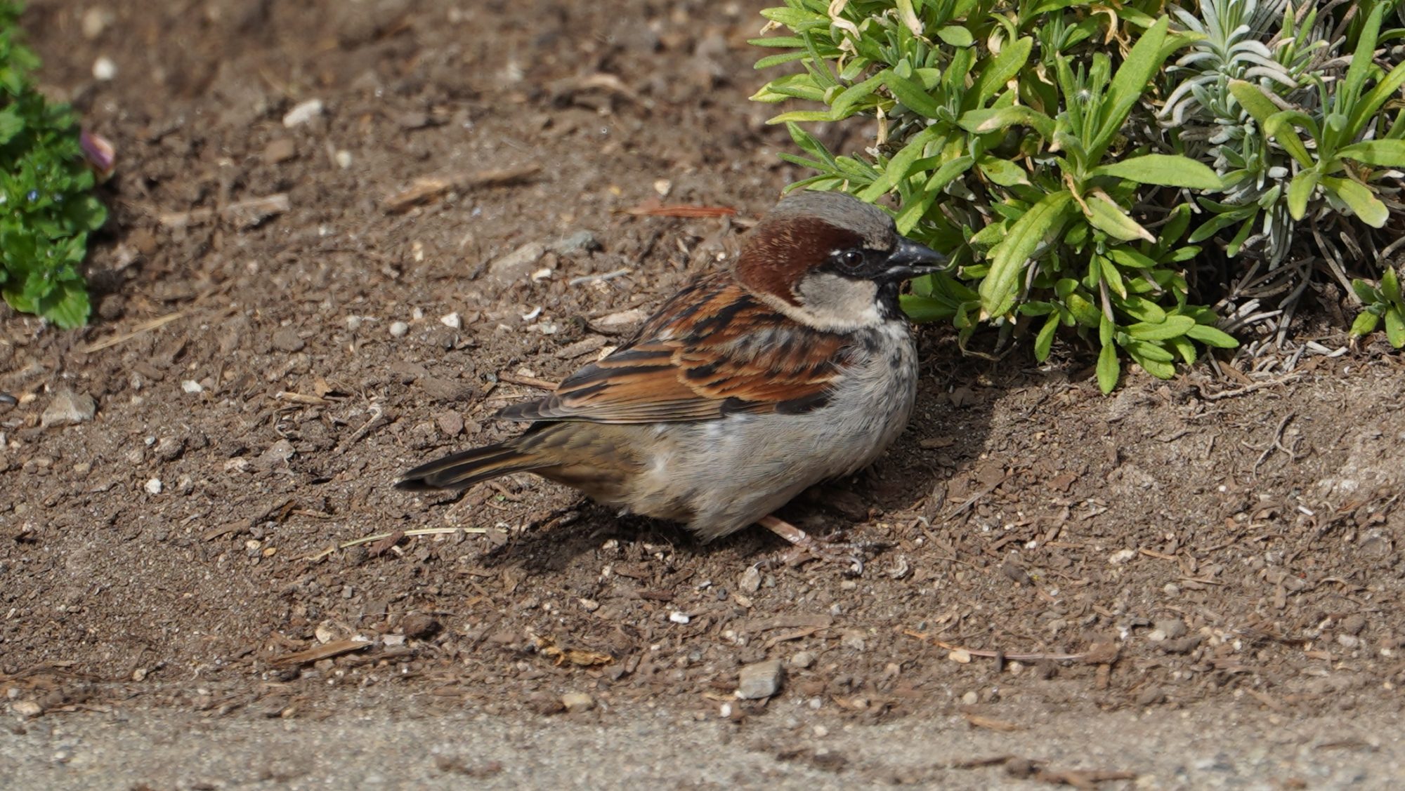 House sparrow, male