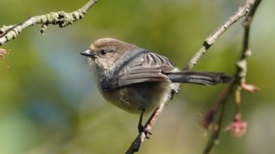 Bushtit