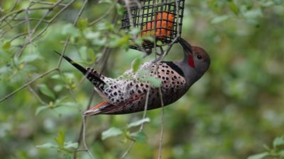 Northern flicker on feeder