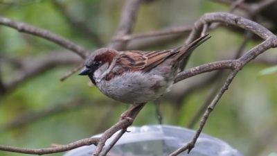 House sparrow