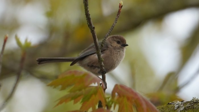 Bushtit