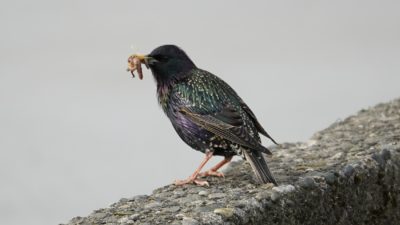 Starling with bugs