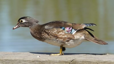 Iridescent wood duck