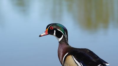 Wood duck profile